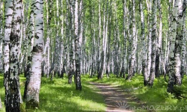 Brzoza brodawkowata (brzoza zwisła)