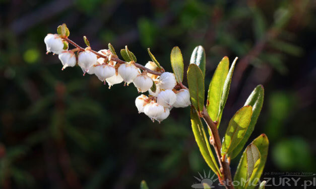 Chamedafne północna
