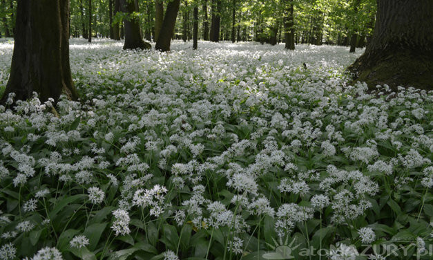 Czosnek niedźwiedzi