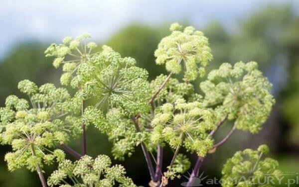 Dzięgiel litwor (arcydzięgiel litwor)