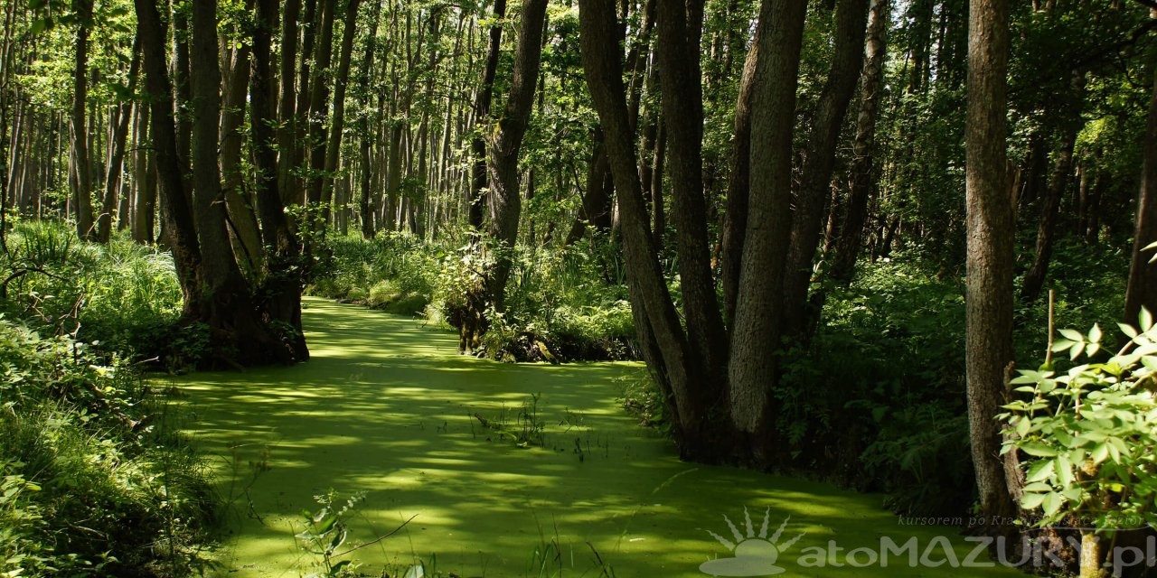 Rezerwat przyrody Bagna Nietlickie