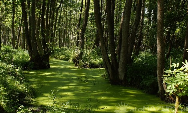 Rezerwat przyrody Bagna Nietlickie