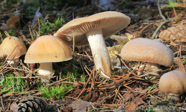 Płachetka zwyczajna