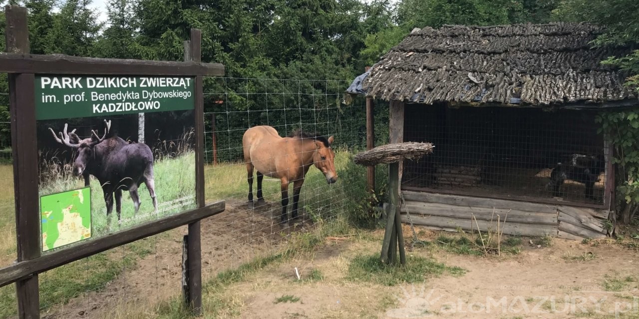 Park Dzikich Zwierząt w Kadzidłowie – Galeria Zdjęć