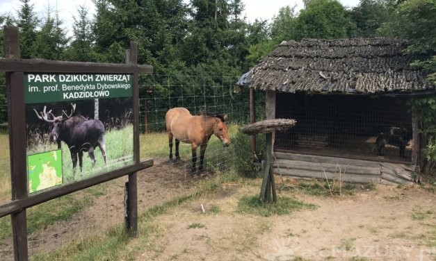 Park Dzikich Zwierząt w Kadzidłowie – Galeria Zdjęć