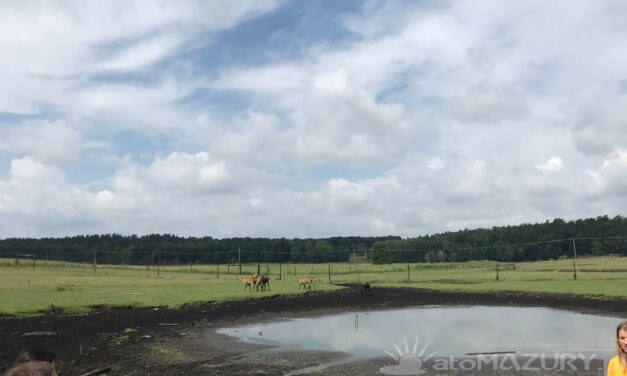 Park Dzikich Zwierząt w Kadzidłowie