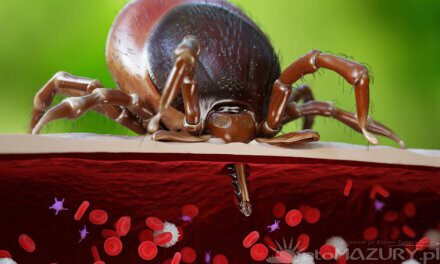 Sezon na kleszcze rozpoczęty – co warto wiedzieć?