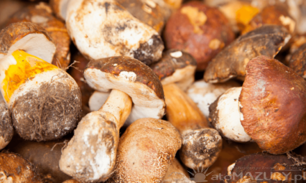Najsmaczniejsze grzyby z mazurskich lasów