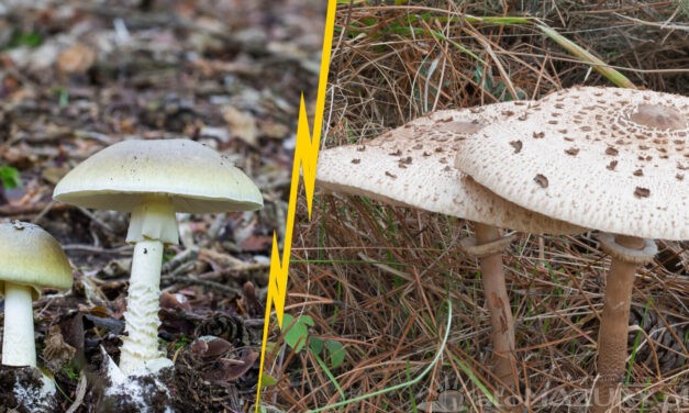 Czubajka Kania, a Muchomor Sromotnikowy Zielonkawy