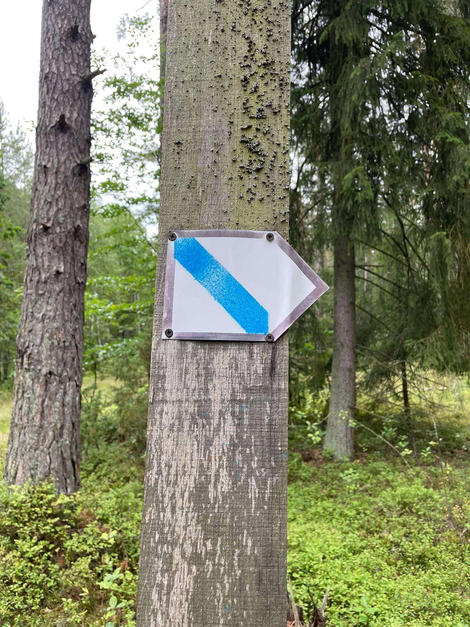 SZLAK PIESZY FORTYFIKACJI SZCZYCIENSKIEJ POZYCJI LESNEJ 10