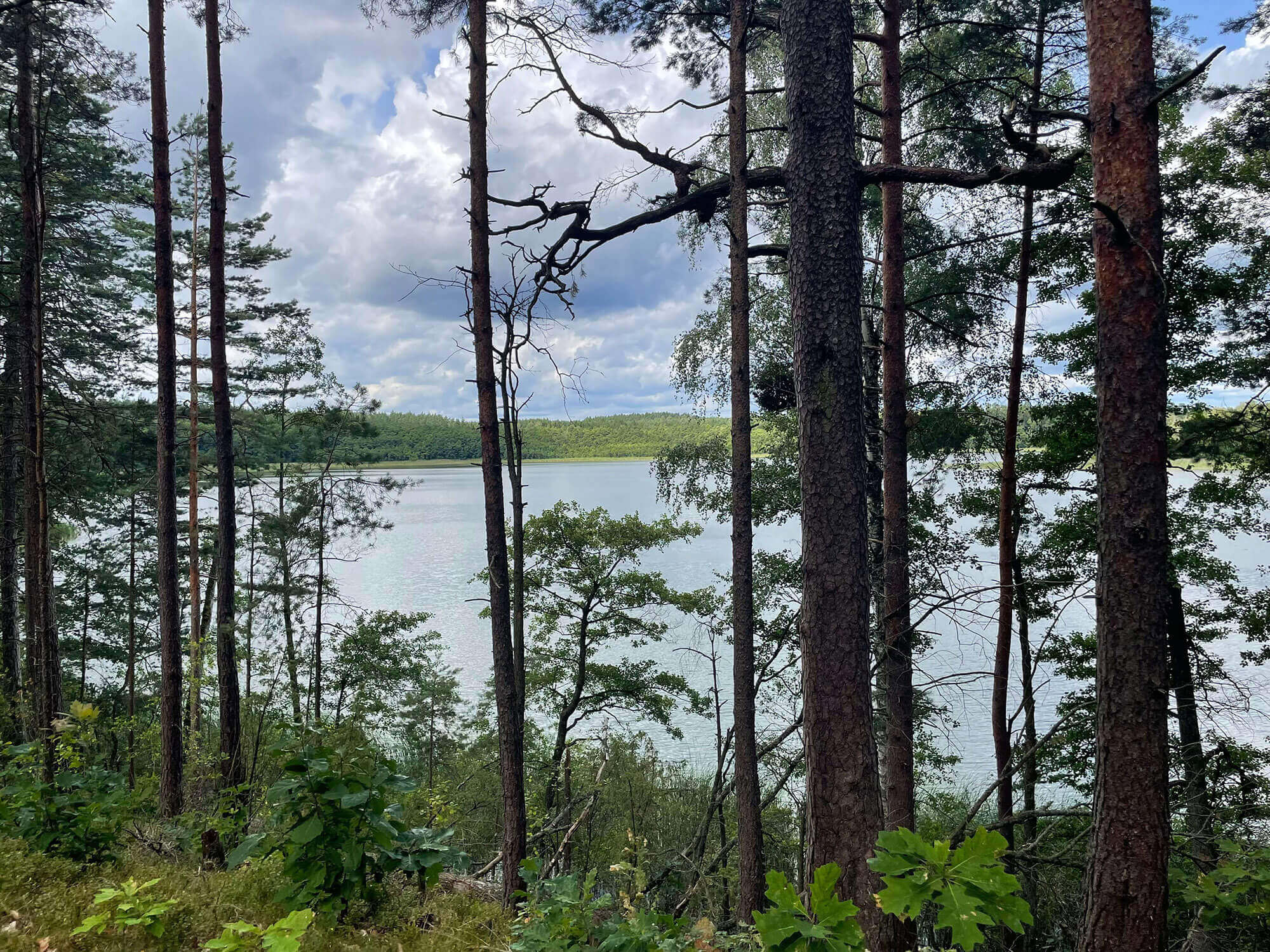 SZLAK PIESZY FORTYFIKACJI SZCZYCIENSKIEJ POZYCJI LESNEJ 2