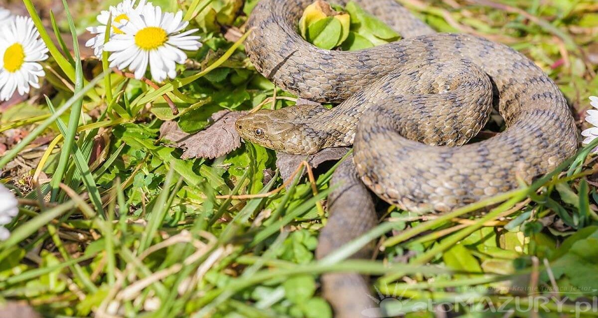 Bezpieczeństwo przy spotkaniu ze żmiją na Mazurach