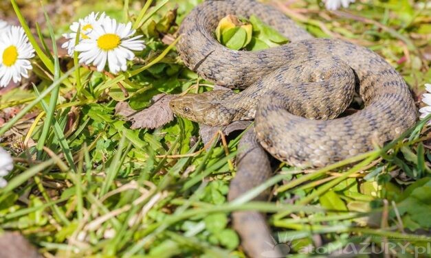 Bezpieczeństwo przy spotkaniu ze żmiją na Mazurach