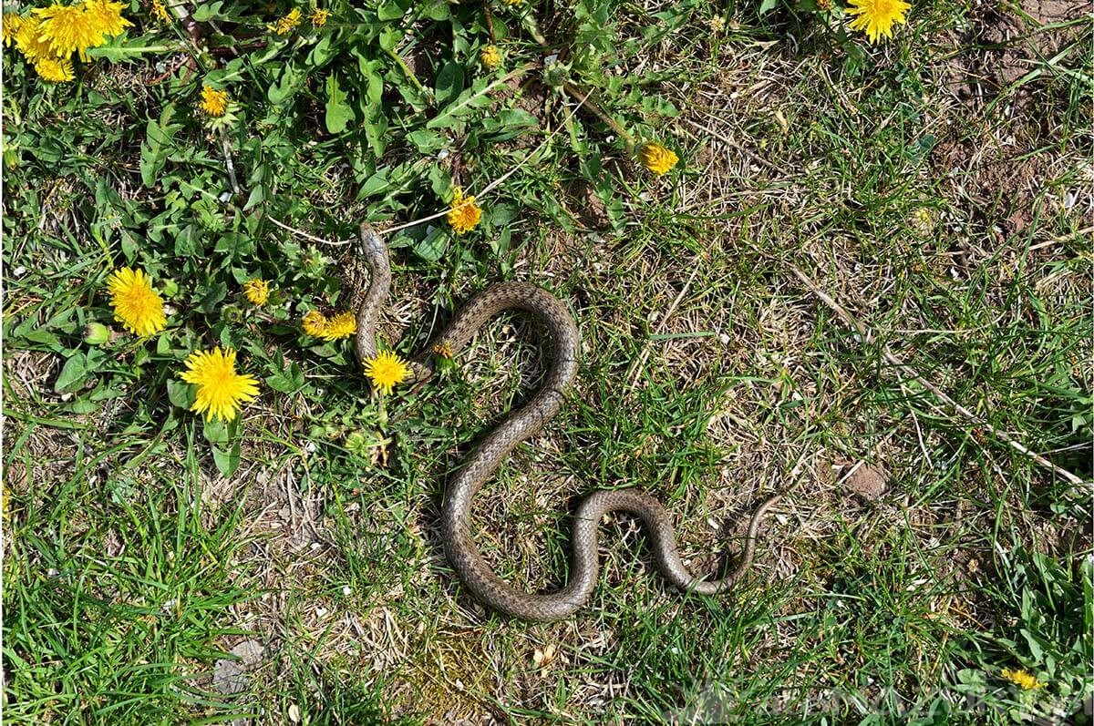 Bezpieczenstwo przy spotkaniu ze zmija na Mazurach2