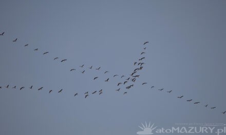 Pierwsze oznaki wiosny na Mazurach