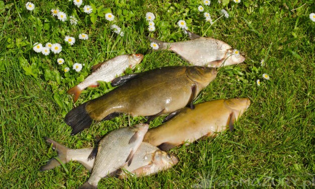 Najbardziej popularne gatunki ryb na Mazurach