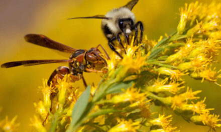 Domowe Sposoby na Użądlenie Osy i Bąka: Jak Złagodzić Ból i Obrzęk