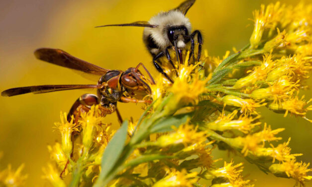 Domowe Sposoby na Użądlenie Osy i Bąka: Jak Złagodzić Ból i Obrzęk
