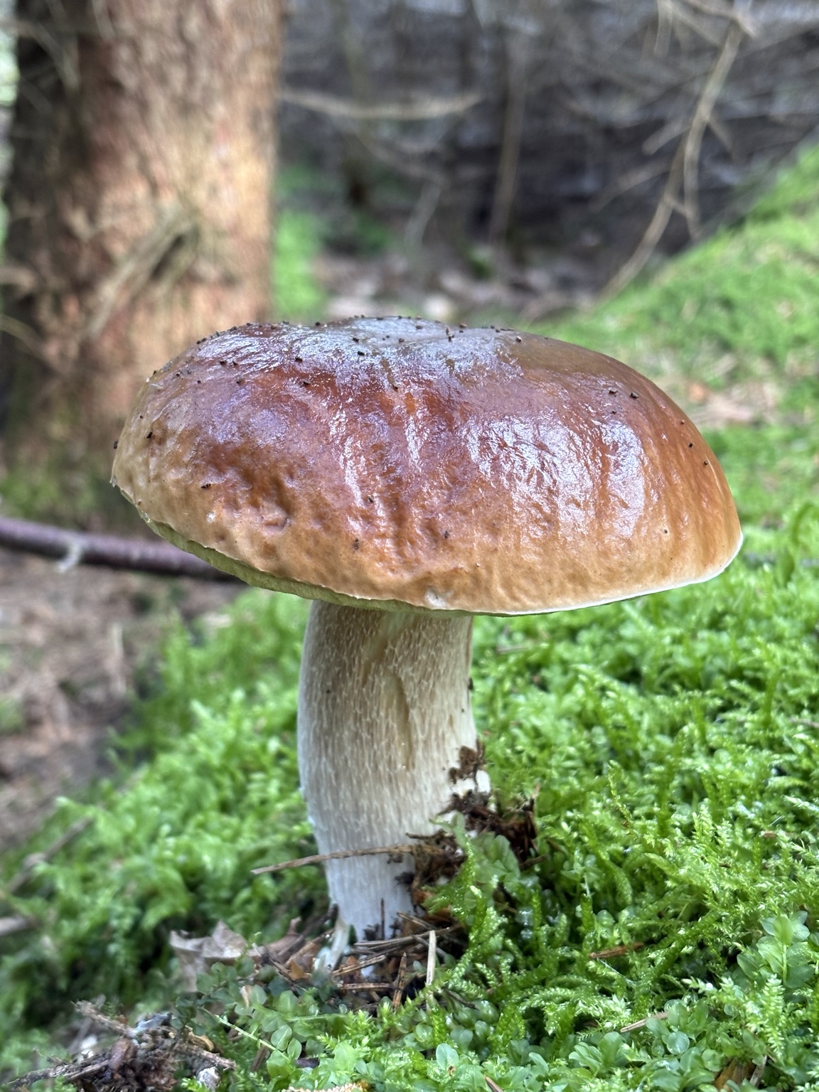 borowik